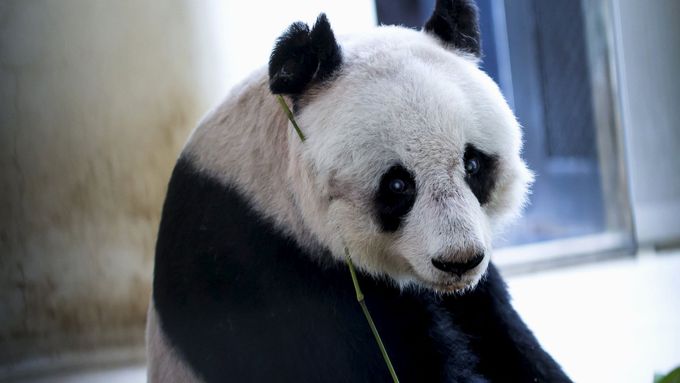 Pandí samička Ťia-ťia byla před Pan Panem nejstarší pandou v zajetí. Dožila se 38 let.