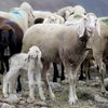 Fotogalerie / Ovce v Alpách / Reuters / 16