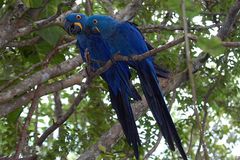 Češi pašovali z Brazílie vzácné papoušky za miliony
