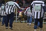 V rodeo aréně se jezdí jak na koních, tak na hřbetech temperamentních býků.