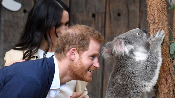 Vévodové ze Sussexu v sydneyské zoo.