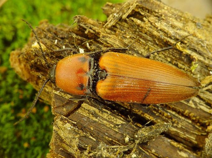 Náš největší kovařík Elater ferrugineus žije ve stromových dutinách. Proto potřebuje starší, už ne zcela zdravé stromy.