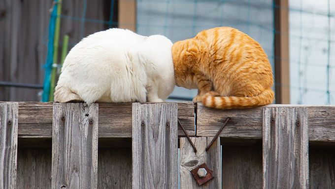 Zábavné fotky domácích mazlíčků: vyhrály bezhlavé kočky, uspěl i snímek z Česka