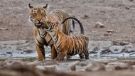 Na posledních expedicích jsem měl dvě těla Canon, ale používal jsem jen jedno s mým oblíbeným objektivem 300mm, přibližuje fotograf techniku, se kterou pracuje.