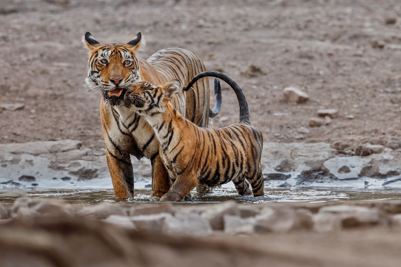 Vladimír Čech fotografuje indické tygry
