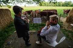 Pláničkova metoda? Violoncellista v Dánsku během korony začal hrát pro stádo krav