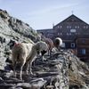 Fotogalerie / Ovce v Alpách / Reuters / 20