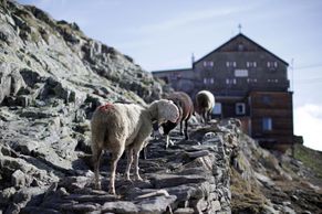Obrazem: Až na vrcholky hor. Alpští pastýři si ve výškách razí cestu se stády ovcí