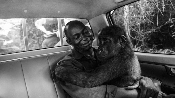 Zachránce Appolinaire Ndohoudou drží v náručí zachráněnou gorilí samici Pikin, kterou chtěli lovci zabít a prodat na maso. Snímek pořídila fotografka Jo-Anne McArthurová.