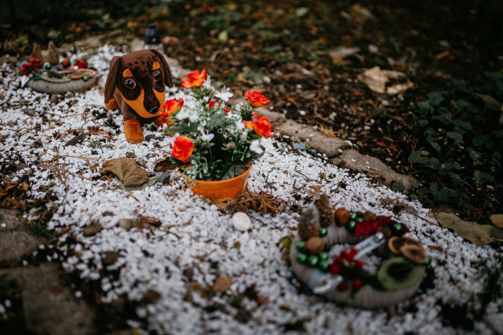 hřbitov Bohnice hřbitov bláznů