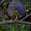 První snímky z letošního ročníku soutěže Nikon Comedy Wildlife Awards