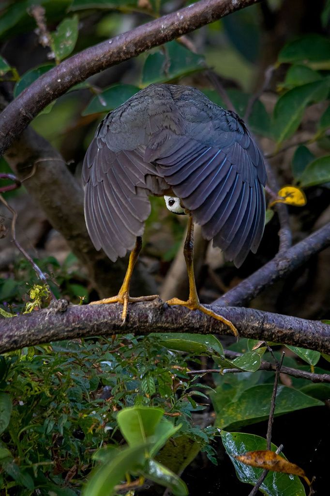 První snímky z letošního ročníku soutěže Nikon Comedy Wildlife Awards