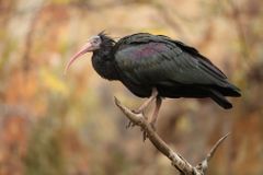 Pražská zoo má šestnáctého ibisa. Chytili ho do nárazové sítě v pražském Podolí