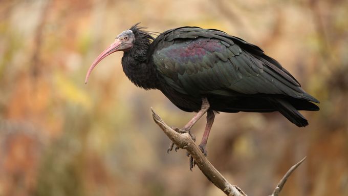 Z voliéry pražské zoologické zahrady postupně uletělo 18 ibisů skalních.