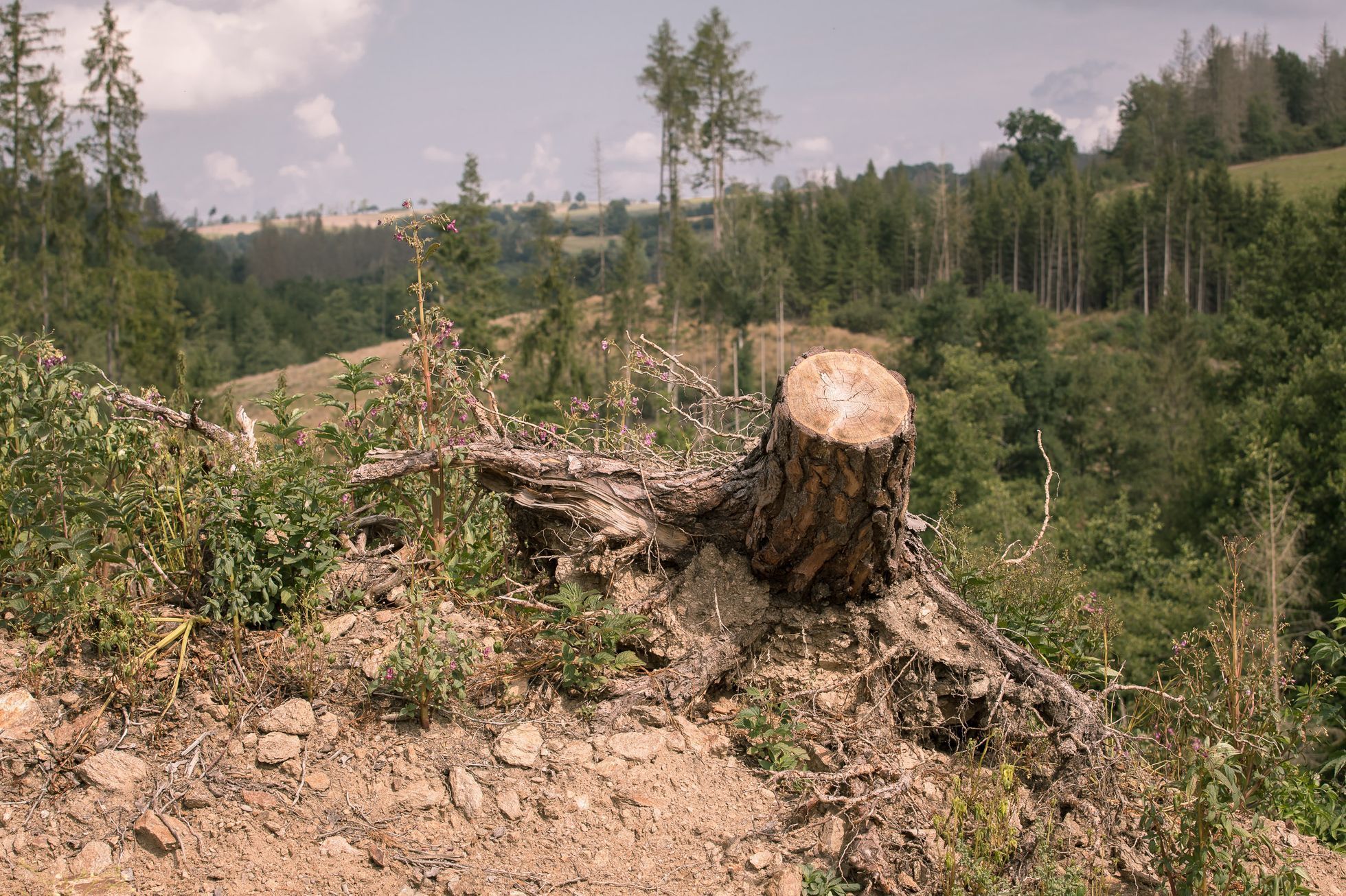 Těžba dřeva, les, kůrovec, krajina, dřevo, strom, pařez, polom, mýtina, Vysočina