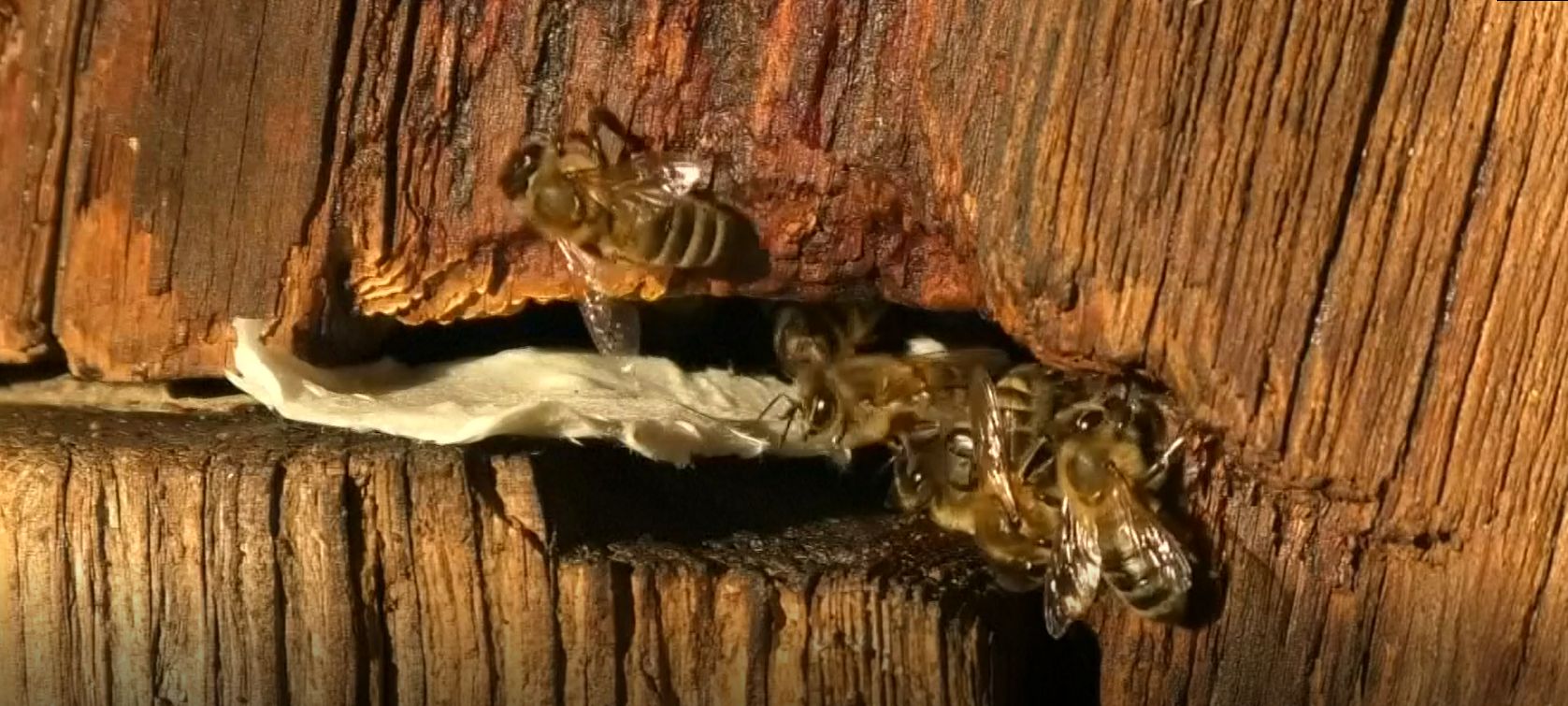 Ručně dělaný papír zachraňuje včely