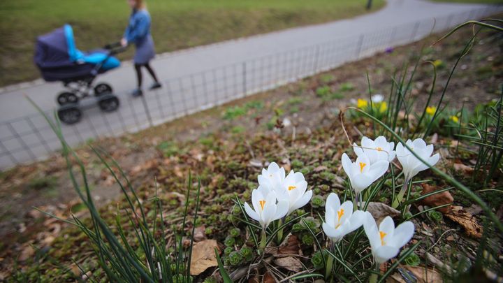 Závěr týdne bude slunečný, teploty se dostanou ke dvacítce. Pak se opět ochladí