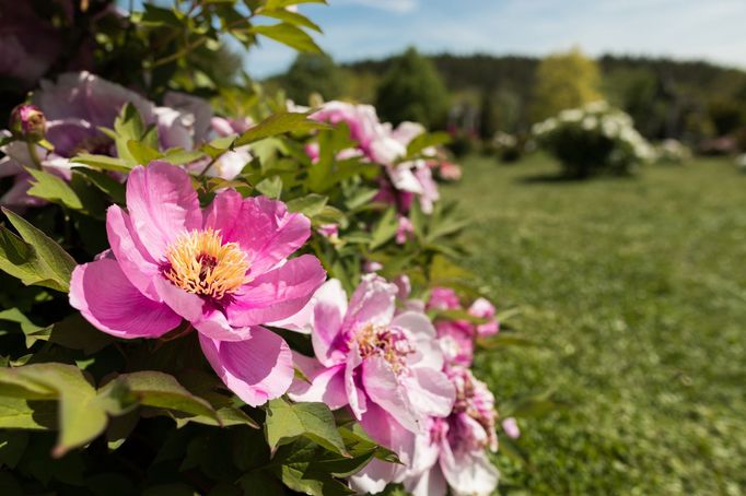 Botanická zahrada v Praze.