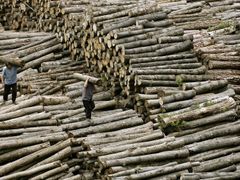 Z rozvojových zemí mizí lesy. Dřevo skupují Evropané a Američané.