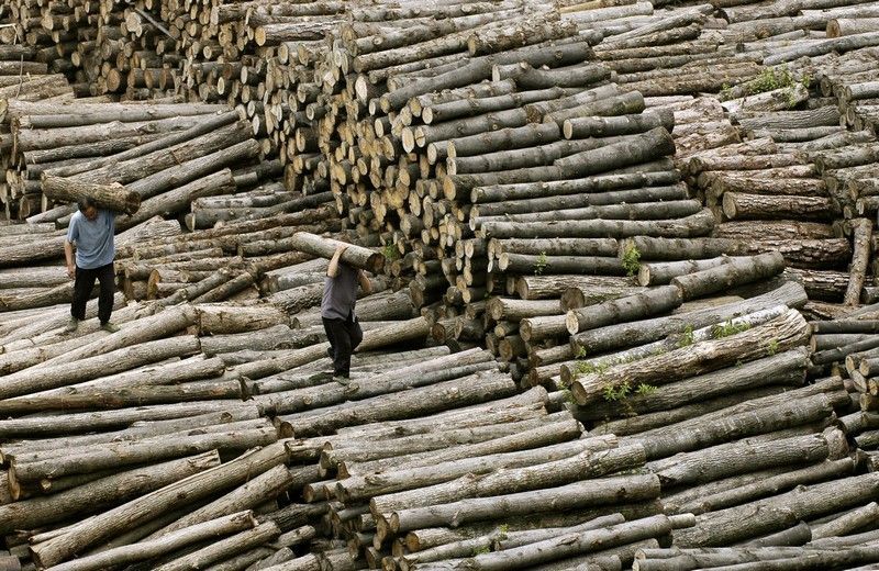 Vykácené stromy v Číně