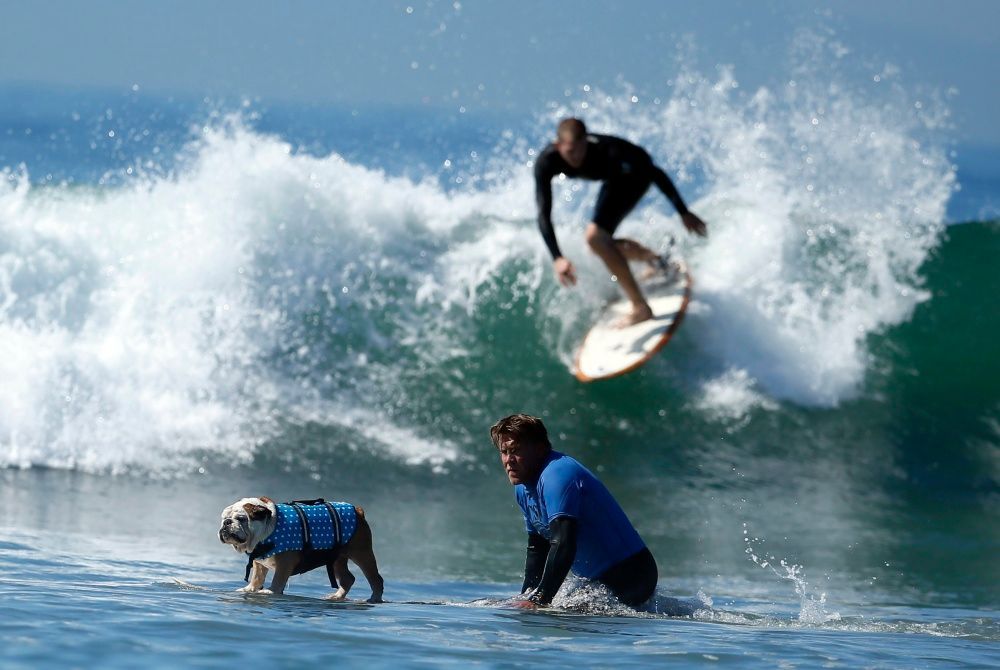 Surfující psi