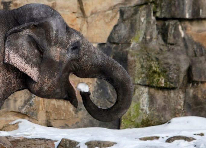 Slon indický pojídá v pražská zoologické zahradě sníh.