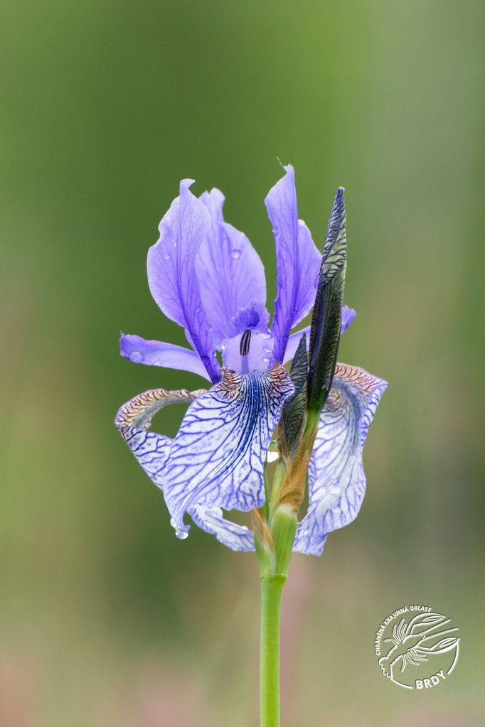 Kosatec sibiřský (Iris sibirica) - klenot brdské přírody