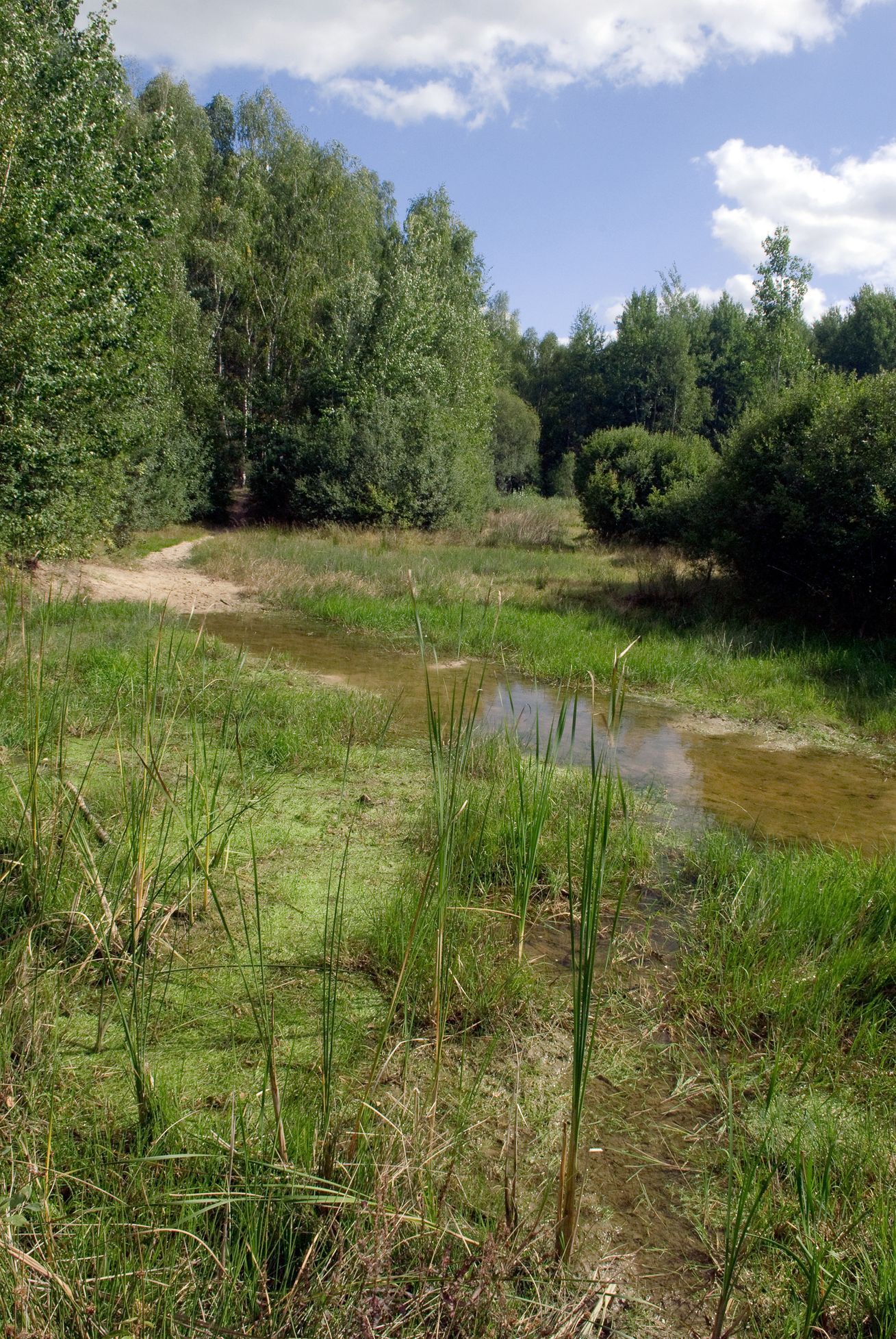 Chráněné území Na Plachtě, Hradec Králové - vážka