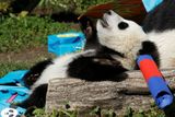 O dva dny později oslavila své první narozeniny pandí dvojčata v Schönbrunnské zahradě ve Vídni.