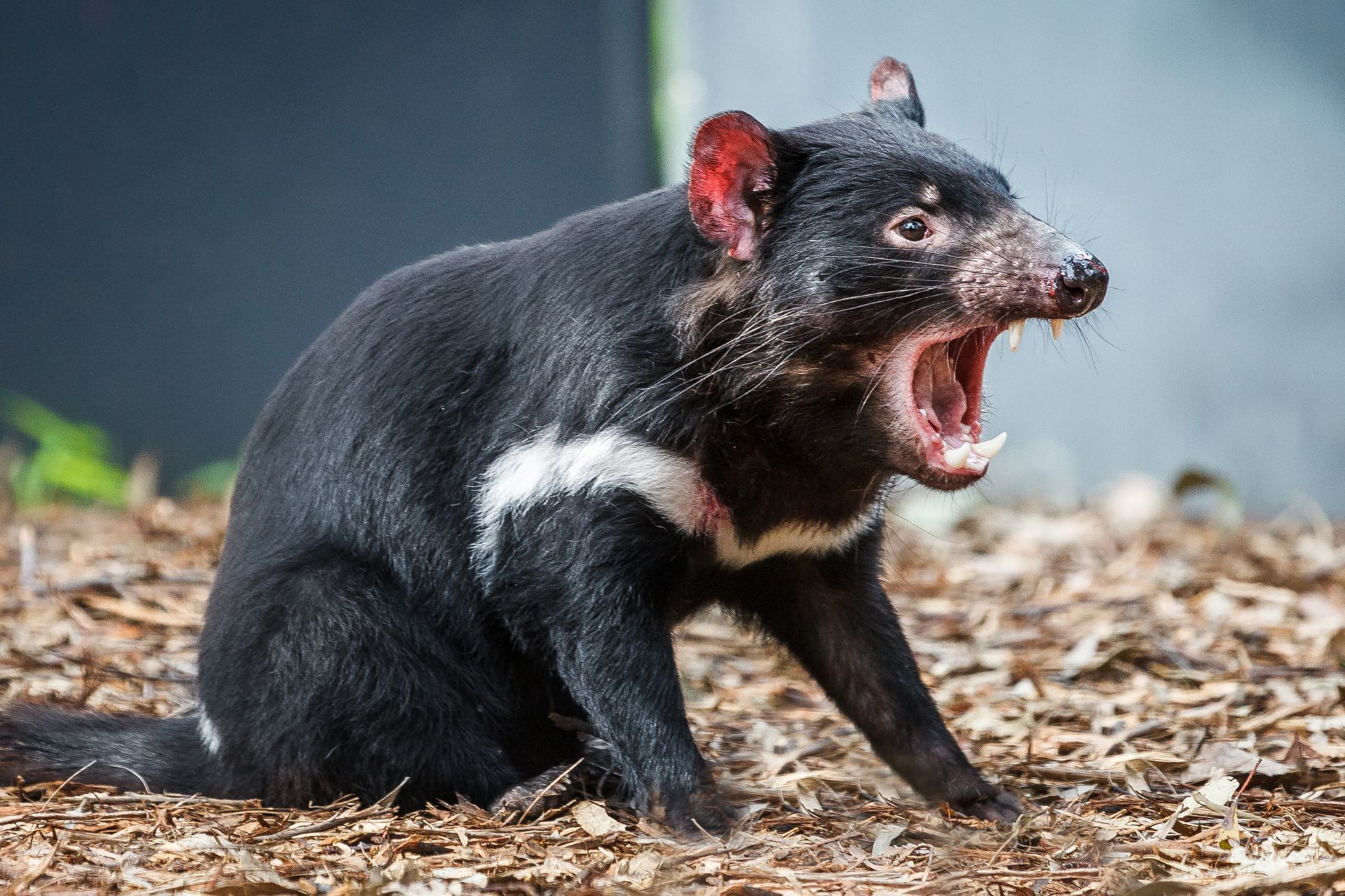 Rozvoj areálu ZOO Praha
