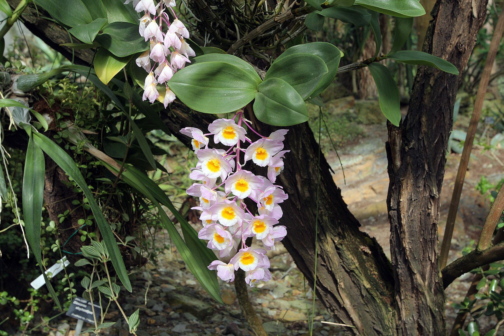 Orchideje v botanické zahradě