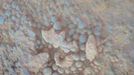 Coating on Rock Beside a Young Martian Crater This image from the microscopic imager on NASA's Mars Exploration Rover Opportunity shows details of the coating on a rock called "Chocolate Hills," which the rover found and examined at the edge of a young crater called "Concepción." The rover took this image during the 2,150th Martian day, or sol, of its mission on Mars (Feb. 9. 2010). This target patch on Chocolate Hills is called "Aloya." The view covers an area about 3 centimeters (1.2 inches) across. The color comes from imaging the same area with the panoramic camera and is false color to highlight differences in materials. The coating includes a layer in which peppercorn-size spheres nicknamed "blueberries" are packed densely. Image Credit: NASA/JPL-Caltech/Cornell University