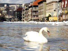 Labuť proplouvá Střekovským nábřežím v Ústí nad Labem, které 31. března zatopila velká voda