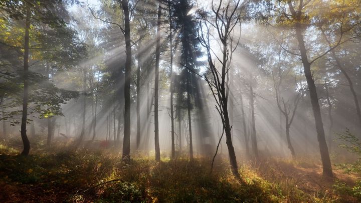 Krušné hory mají být chráněné. Buky z dob Marie Terezie to ale neochrání, tvrdí vědci; Zdroj foto: Aktuálně.cz / Jan Watzek / Jan Watzek - fotograf / www.foto.watzek.cz