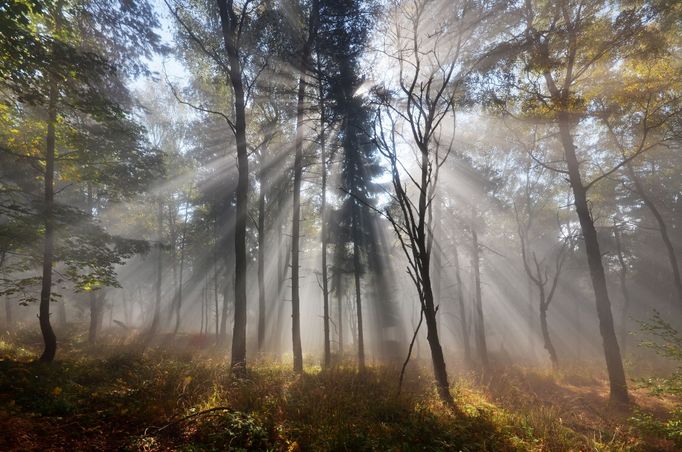 Krušnohorské bučiny, Krušné hory