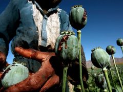 Opiové pole v Afghánistánu.