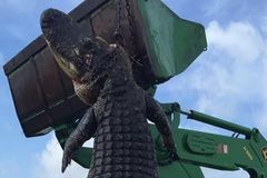 Lovec zastřelil obřího aligátora, požíral mu dobytek. Na jeho převoz musel použít traktor