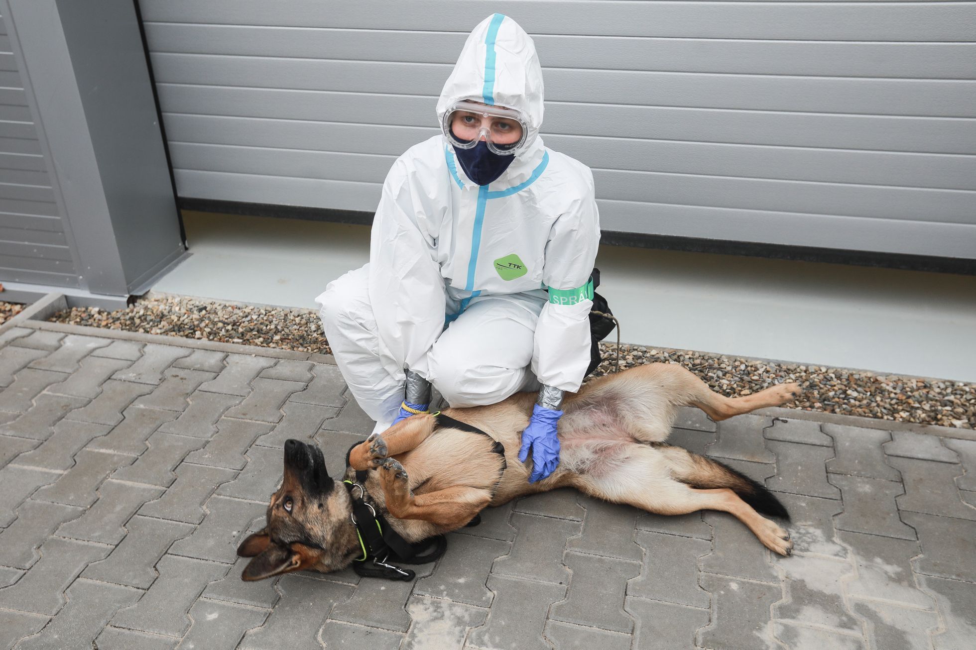 Psi, co poznají koronavirus - celní správa, pes, celník, bombočuch