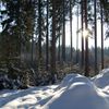 Zima ve voděradských lesích
