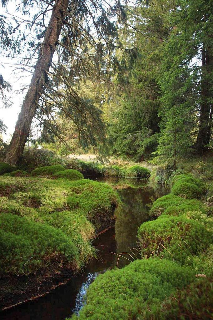 Šumava