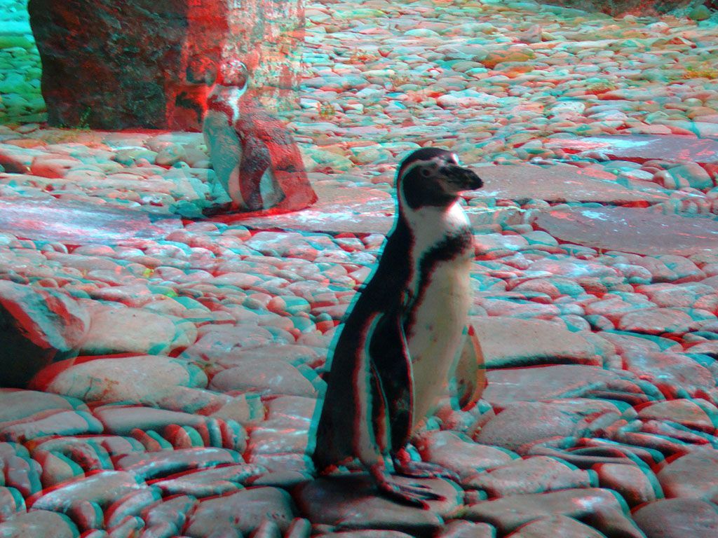 ZOO 3D