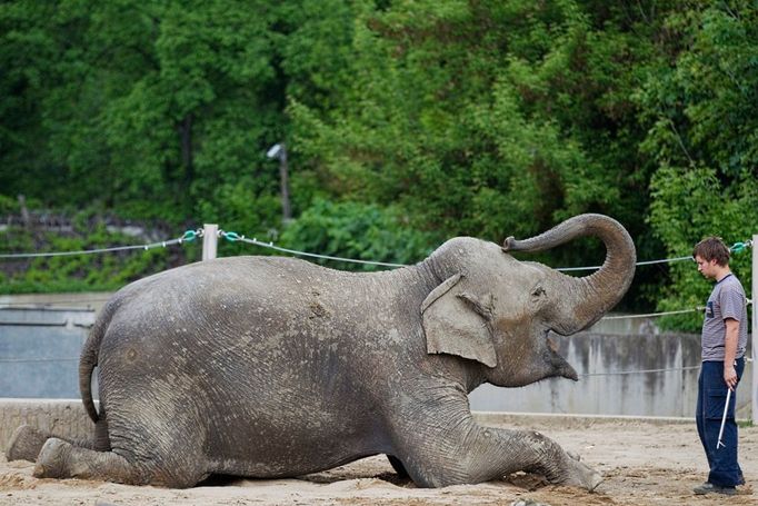 Slonice Shanti cvičí ještě ve starém výběhu. V neděli 22. dubna se sloni z pražské zoologické zahrady oficiálně rozloučili s Pavilonem velkých savců, který obývali řadu let. Před stěhováním do nového moderního slonince předvedou návštěvníkům poslední cvičení ve svém starém domově.