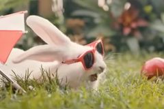 Chcete děti? Vezměte si příklad z králíků. Ministerstvo radí ve videu Polákům, jak zvýšit porodnost