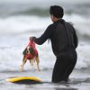 USA, Kalifornie, pes, surfing, mistrovství