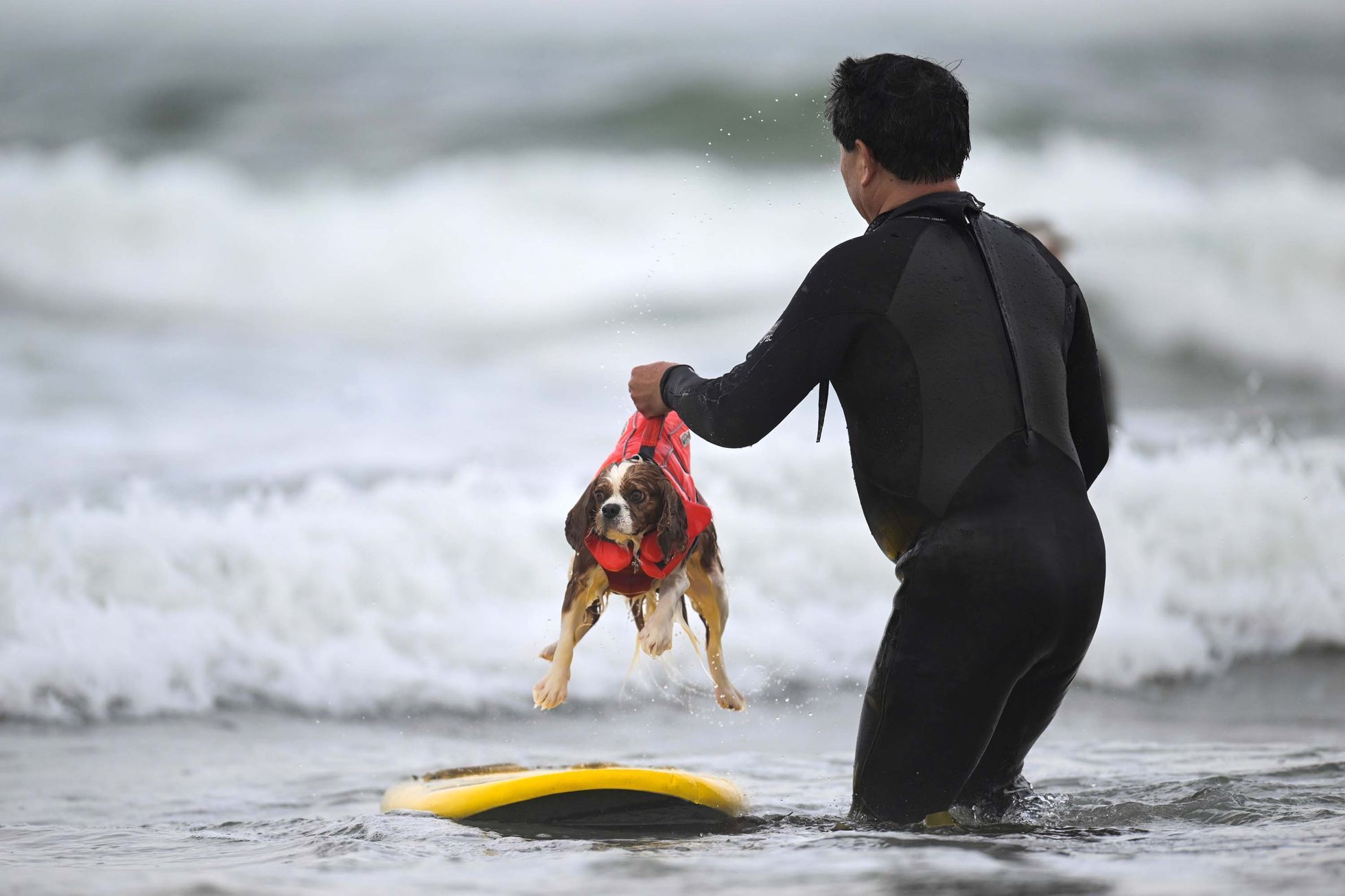 USA, Kalifornie, pes, surfing, mistrovství