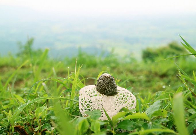 Houba známá pod lidovým označením "Hadovka" (Phallus indusiatus)