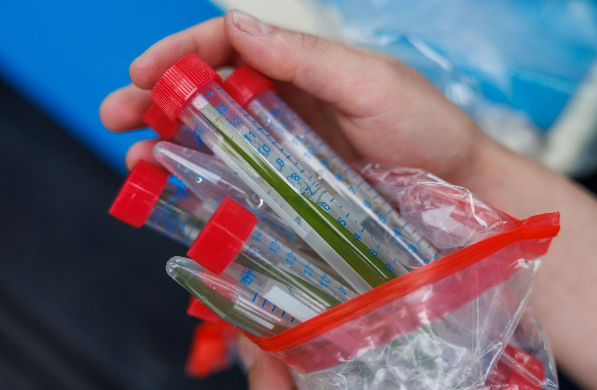 Baltské moře, potápěči, záchrana mořského dna.