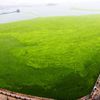 Jednorázová licence, není určeno pro články! Fotogalerie: Čínské pláže pokryly mořské řasy