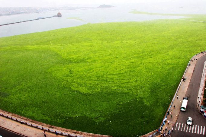 Workers clean up an outbreak of blue-green algae at a beach in Qingdao, the host city for sailing events at the 2008 Olympic Games, in eastern China's Shandong province Tuesday June 24, 2008. The Qingdao government has organized 400 boats and 3000 people to help remove the algae after Olympic organizers ordered a cleanup. Experts say the algae is a result of climate change, and recent heavy rains in southern China, according to the Xinhua news agency.