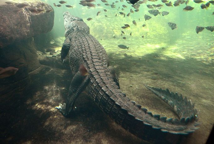 A 700 kilogram crocodile called Rex - who is one of the world’s largest crocodiles - cruises around his enclosure after receiving his first feed after emerging from three months of hibernation at WILD LIFE Sydney Zoo on October 3, 2012. Throughout winter, it is common for crocodiles to enter a period of inactivity where they survive on their existing energy stores inside their body but once the weather starts warming up, so does their appetite – to indicate their need to replenish their energy. Rex, who has been a resident of WILD LIFE Sydney Zoo since 2009, was a so-called ‘rogue’ crocodile who was captured and placed into a crocodile farm near Darwin in the Northern Territory when his taste for local pet dogs drew him too close to the human population.